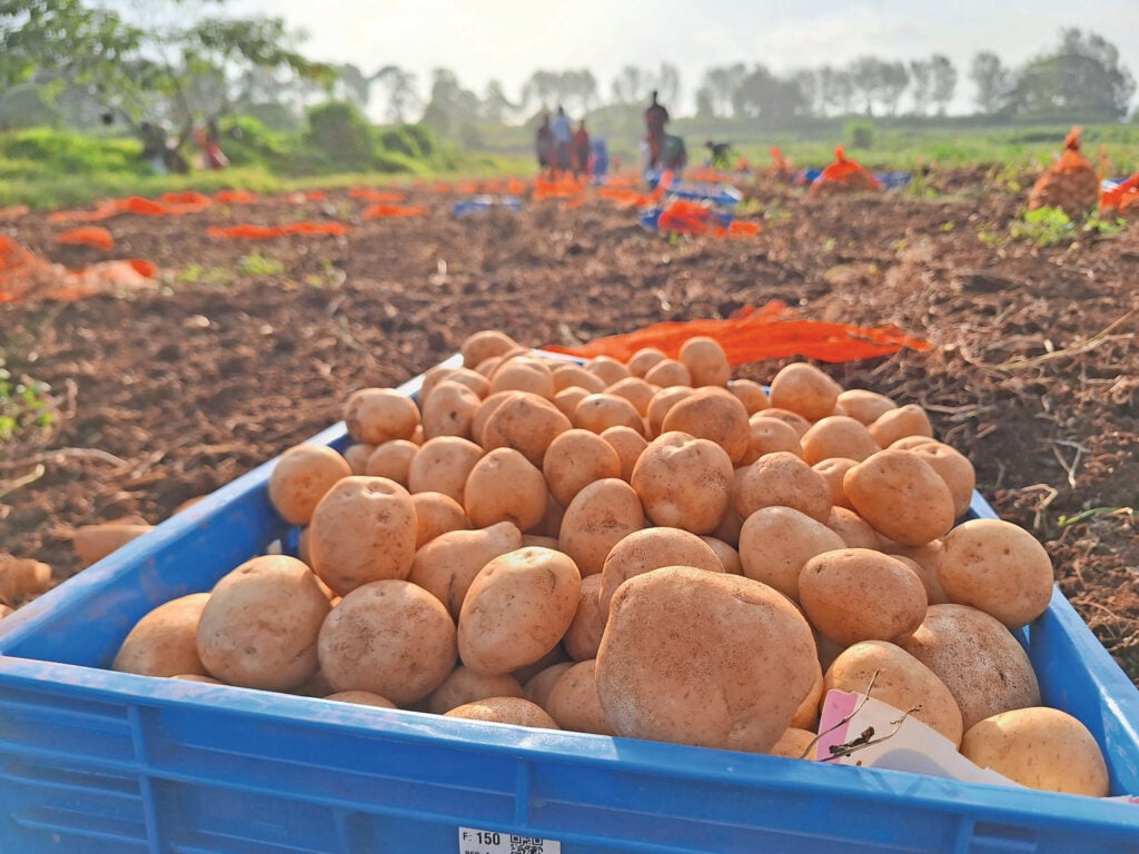 https://cms.boerderij.nl/app/uploads/2026/01/Foto-1-HZPC-novo-in-Kenia-clean-jpg-1024x768.jpeg